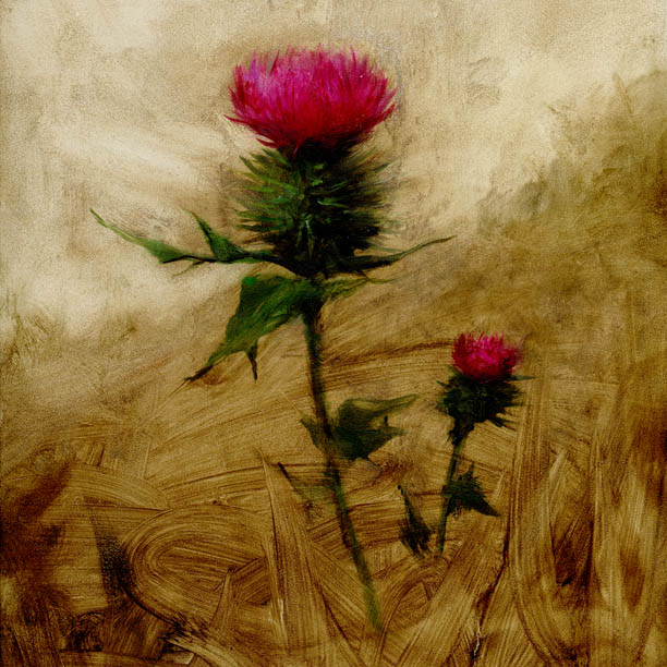 Thistle by Michael Klein